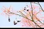 槭葉酒瓶樹-實05.JPG