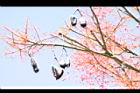 槭葉酒瓶樹-實06.JPG