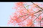 槭葉酒瓶樹26.JPG