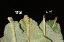 槲樹-葉柄01.JPG