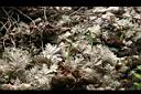 腐植質收集葉08.JPG