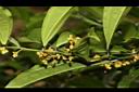樟葉木防己-雄花03.JPG