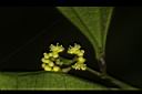 樟葉木防己-雄花05.JPG