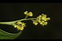 樟葉木防己-雄花17.JPG