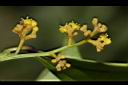 樟葉木防己-雄花25.JPG