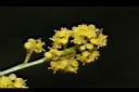 樟葉木防己-雄花30.JPG