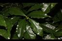 樟葉木防己-雄花序00.JPG