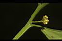 樟葉木防己-雄花序07.JPG