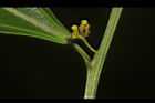 樟葉木防己-雄花序04.JPG
