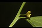 樟葉木防己-雄花序08.JPG