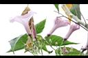 樹牽牛-花01.JPG