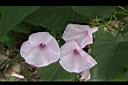 樹牽牛-花02.JPG