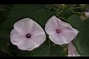 樹牽牛-花05.JPG