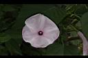 樹牽牛-花06.JPG