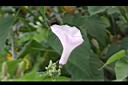 樹牽牛-花07.JPG