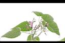樹牽牛-花序01.JPG