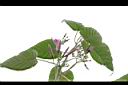 樹牽牛-花序02.JPG