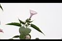 樹牽牛-花序05.JPG