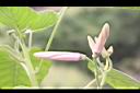 樹牽牛-花苞00.JPG