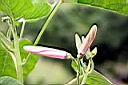 樹牽牛-花苞02.jpg