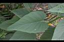 樹牽牛-葉04.JPG