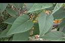 樹牽牛-葉05.JPG