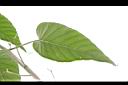 樹牽牛-葉脈00.JPG