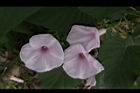 樹牽牛-花03.JPG