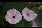 樹牽牛-花04.JPG