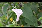 樹牽牛-花08.JPG