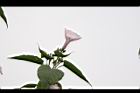 樹牽牛-花序04.JPG