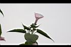 樹牽牛-花序06.JPG