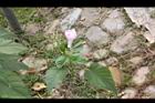 樹牽牛05.JPG