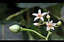 樹番茄-花00.jpg