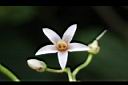 樹番茄-花02.jpg
