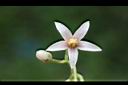 樹番茄-花03.jpg