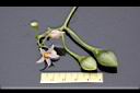樹番茄-花實1.jpg