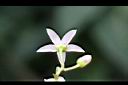 樹番茄-花萼00.jpg
