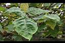樹番茄-葉03.jpg