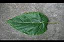樹番茄-葉正00.jpg