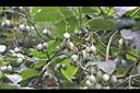 樹番茄-青實01.jpg