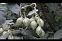 樹番茄-青實02.jpg