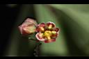 樹薯-花05.jpg