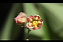 樹薯-花06.jpg