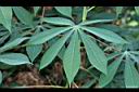 樹薯-葉03.JPG