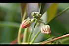 樹薯-花06.jpg