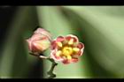 樹薯-花07.jpg