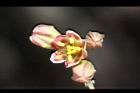 樹薯-花08.jpg