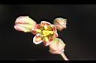 樹薯-花09.jpg