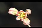 樹薯-花10.jpg